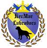 AKC Registered Labrador Retriever. Championship Conformation and Hunt Titles
